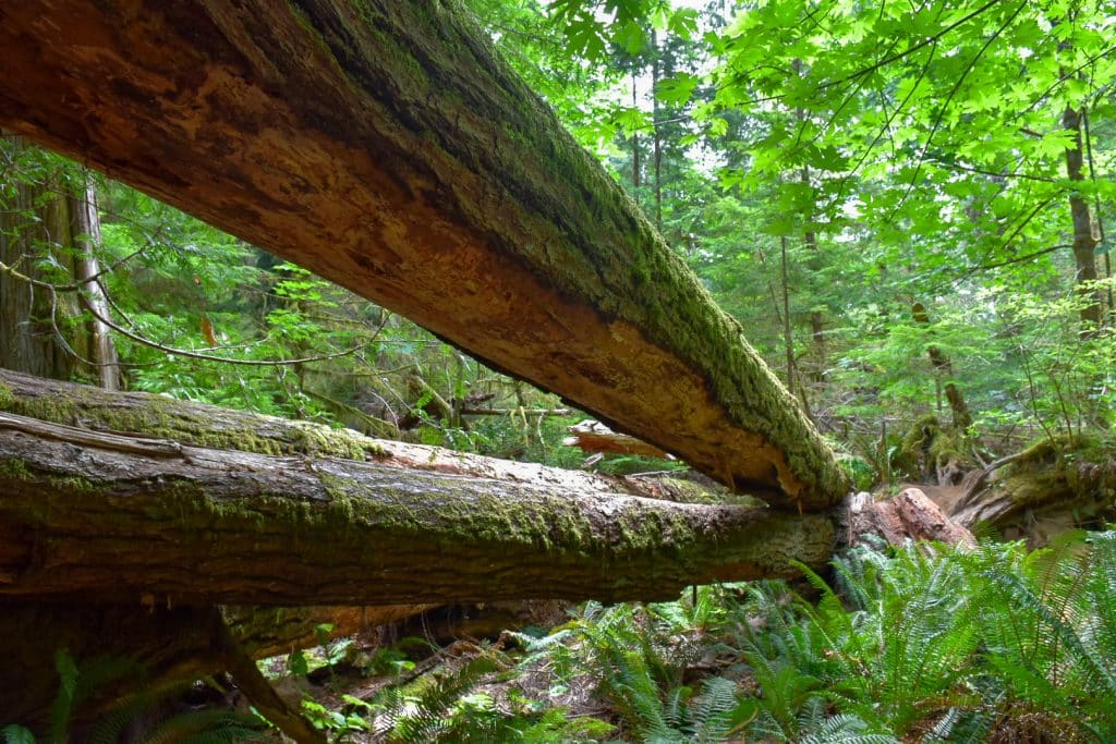 2 long fallen tree trunks running from the left to the middle right of the photo with forest leaves in the background