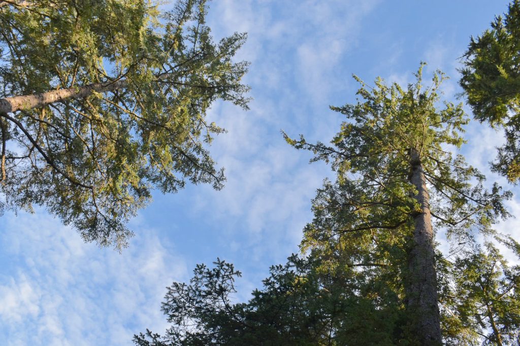 Upwards photo in a forest to blue sky with wispy white cloud. three green fir trees look tall from ground level looking upwards