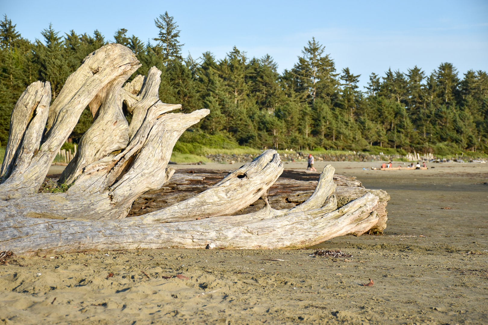 Dark sandy beach with evergreen trees on the horizon and a lake blue sky. A large piece of drift wood with multiple branches sits to the middle right of the photo