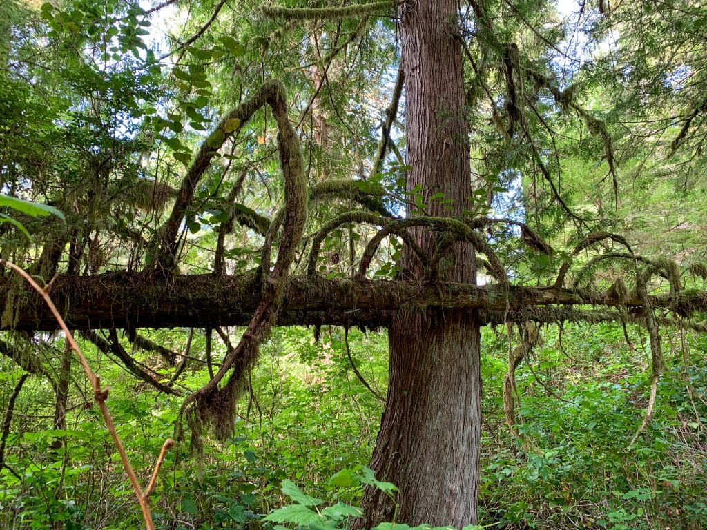 Tall tree in a lush green temperate rainforest. There is a second tree trunk in the frame, but it is growing horizontally, and around, the vertical trunk of the standing tree. Moss and creepers grow on the horizontal tree
