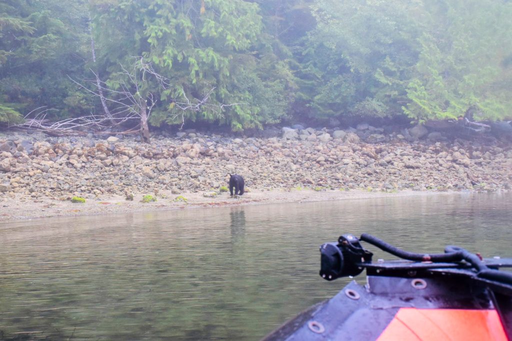 It is a misty scene of a boat approaching a rocky shoreline with still water and green fir trees on the horizon. On the rocky shore is a black bear looking towards the boat