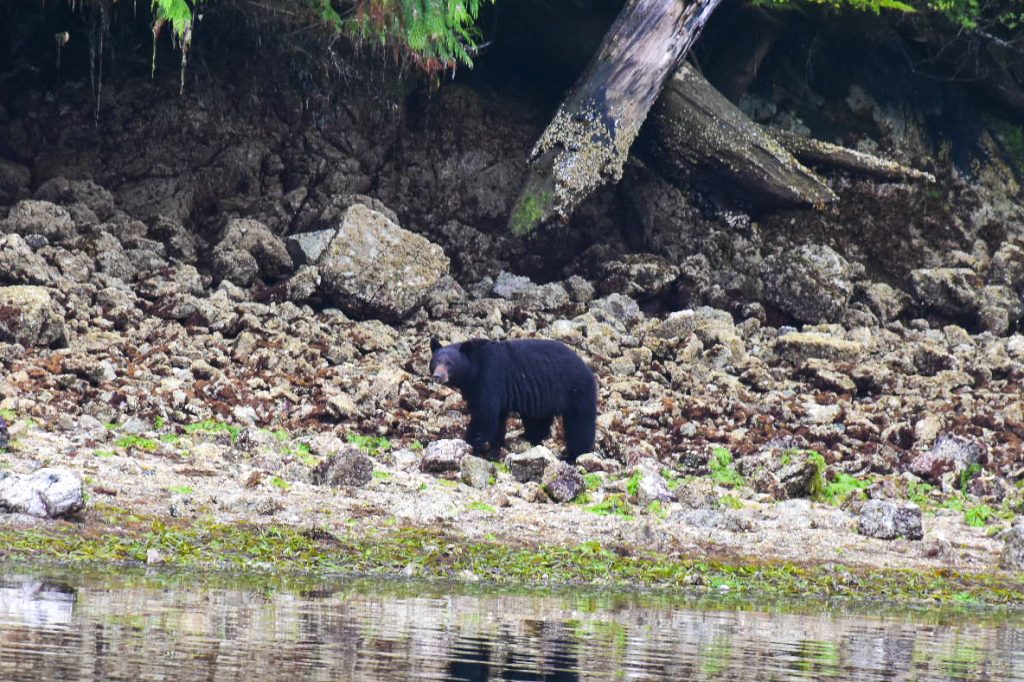 A rocky shoreline with large tree trunks in the top third, and the water in the bottom quarter. Above the waterline is a large adult black bear looking towards the camera.