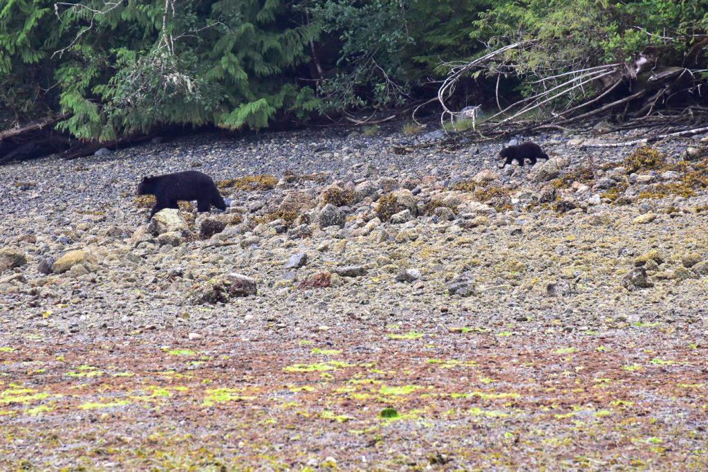 Rocky foreshore with some green algae. Top quarter of photo shows a row of fir trees. Just above the centre line are two black bears walking from the right to the left of the frame. The bear on the left is an adult, and the bear behind is a juvenile