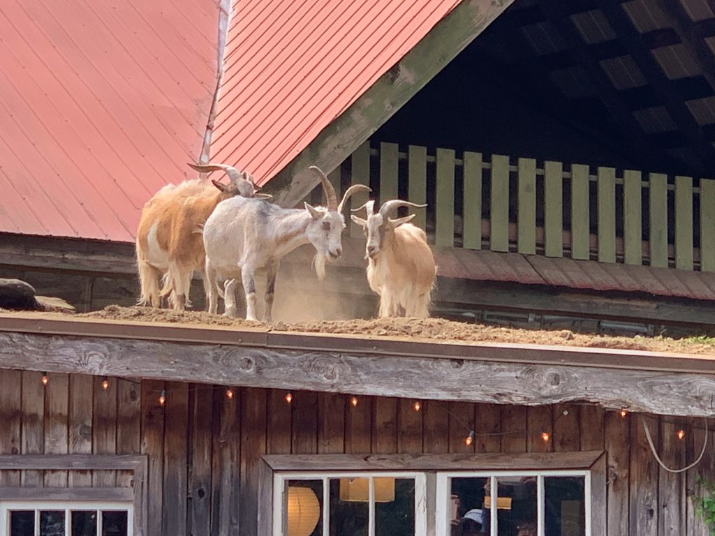Photo of three goats with horns standing on a roof of a wooden building