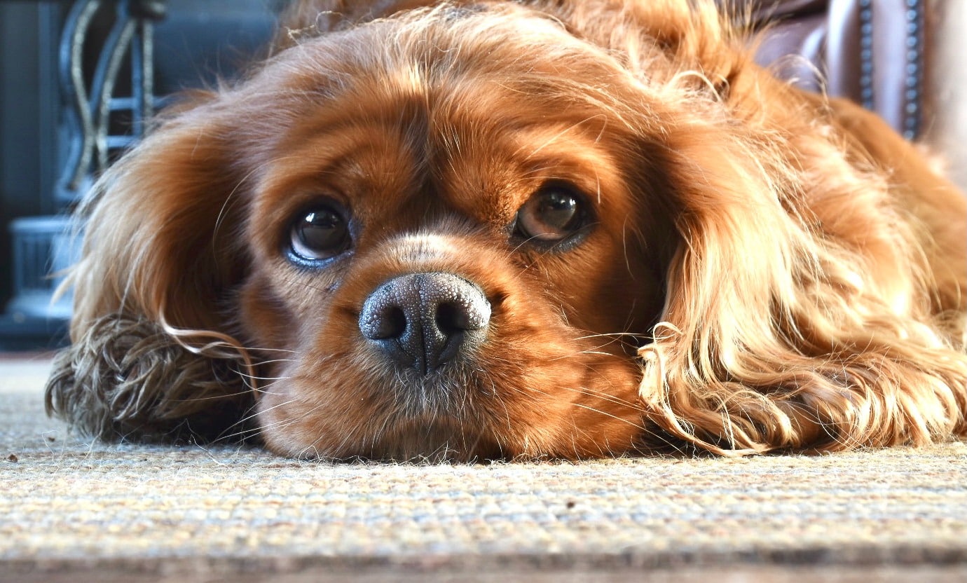 Ruby Cavaier King Charles Spaniel dog with its mussel on the floor (beige mat carpet), looking upwards with sad eyes