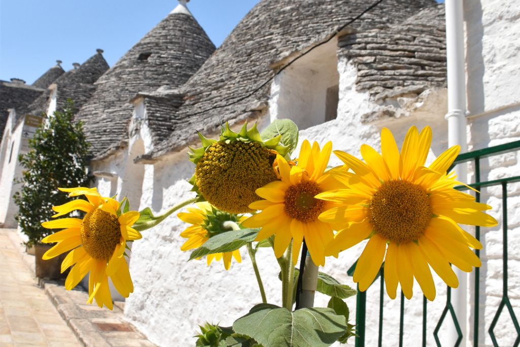 Sunflowers in Alberobello, Puglia Itinerary