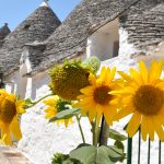 Sunflowers in Alberobello, Puglia Itinerary