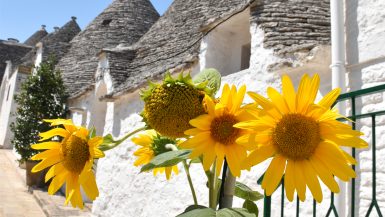 Sunflowers in Alberobello, Puglia Itinerary