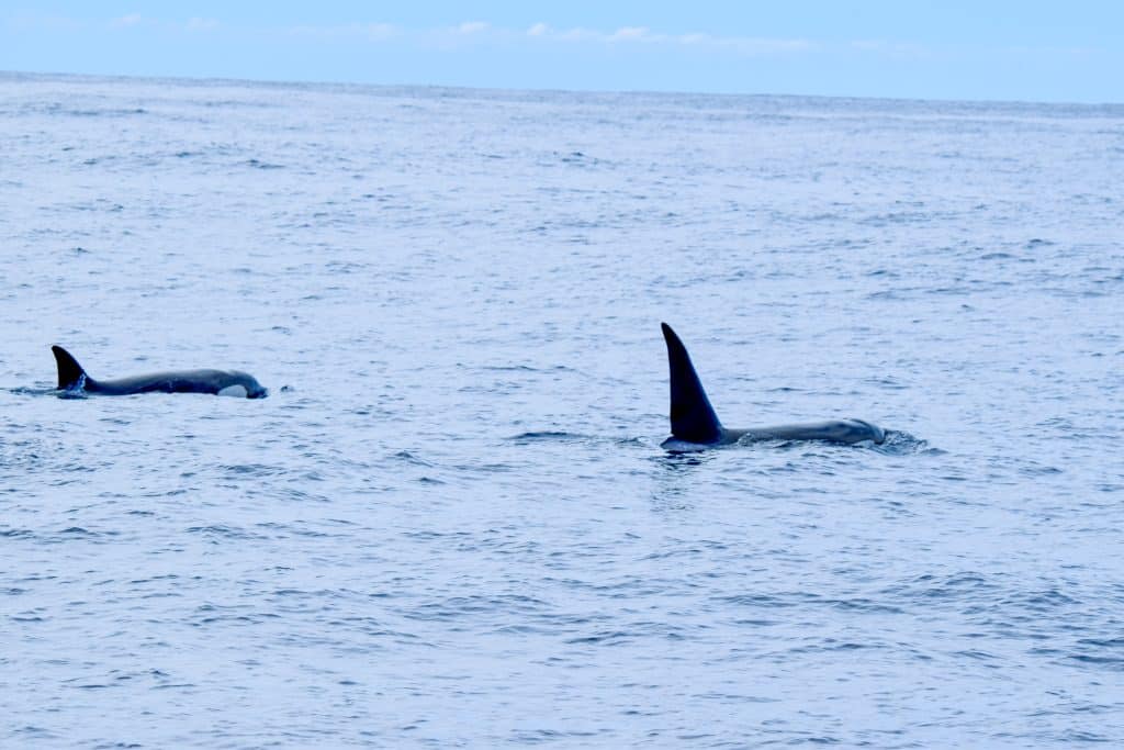 Blue ocean, with flat waves. Pale blue colour highlighting two black orca whales swimming from the left hand side to the right hand side of the photo. You can see the white markings of the orca on the left, and the whale on the right has a very tall dorsal fin