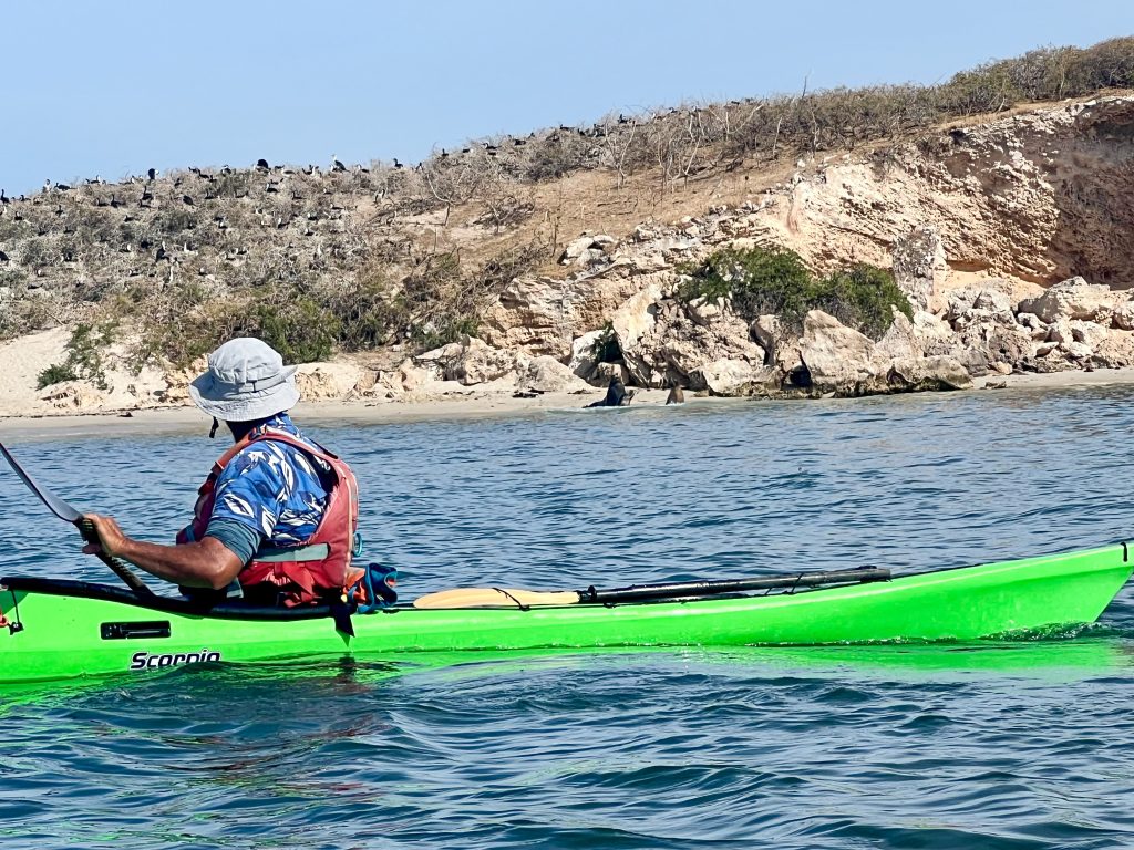 Man in grey bucket hat and orange life vest, flats in bright green kayak whilst he looks at an island in the background. The island has a sand beach, rocks and some grass on the top. There are birds on the top and a couple of sea lions on the beach (just visible)