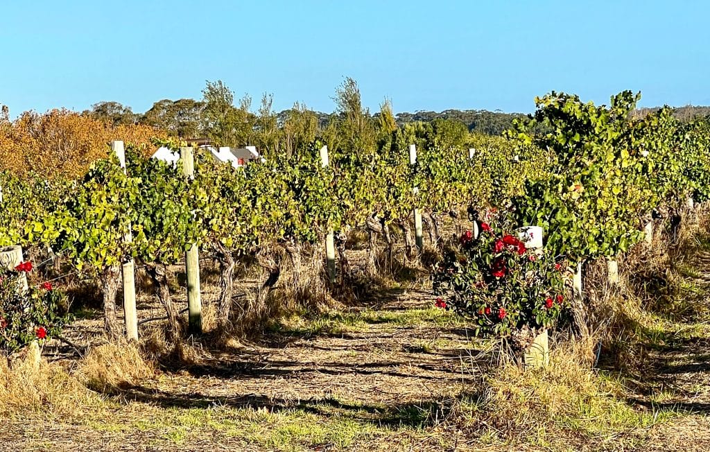 Pale blue sky in top third, rows of green vines in the main body of photo. Red roses at the end of the wines.