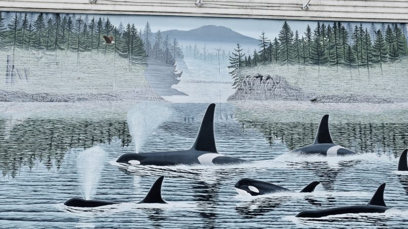 White wooden clapboard wall with a painted mural in the middle. The mural features a pod of orcas swimming into the picture from the bottom right hand side. The front two orcas are blowing water through their blow holes. The mural features green fir trees in the background and a grey mountain. The colours of the mural are greys, greens and turquoise.