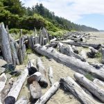 Sandy beach filled with large pieces of driftwood in rows from front of photo towards the horizon. Green evergreen trees to the left and signs of the surf to the right. Pale blue sky above