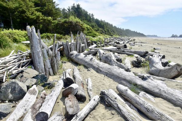 Sandy beach filled with large pieces of driftwood in rows from front of photo towards the horizon. Green evergreen trees to the left and signs of the surf to the right. Pale blue sky above