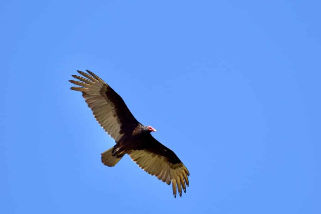 Clear blue sky. Bottom, middle of frame features a bird of prey in flight with a red head and wings outstretched - brown feathers at the top and white feathers to the bottom