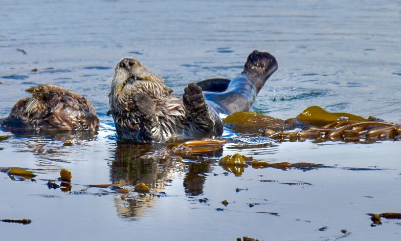 A sea otter in kelp in a blue-grey body of water. The sea otter has its head up and back so you can see his nose and teeth. His right paw is raised and you can see his tail in the background