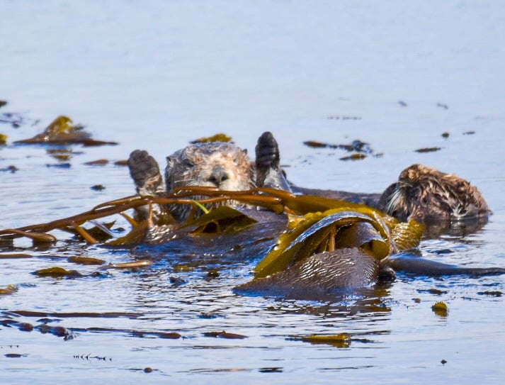 Sea otter in the kelp surrounded by blue-grey water. The sea otter is looking directly at the camera with its two paws in the air as if waving to the camera.