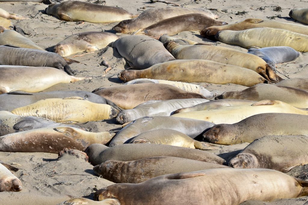 Sandy beach full of sleeping elephant seals of various sizes and a variety of colours - brown, beige, golden and silver shades