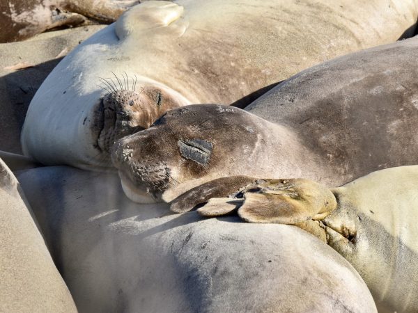 Two sleeping sea lions rest their heads on the back of another sea lion. The tail fins of a fourth sea lion is resting next to their faces. Sea lion on the left has its head turned to the side and its whiskers are clearly visible. Sea lion to the right has sand on its nose