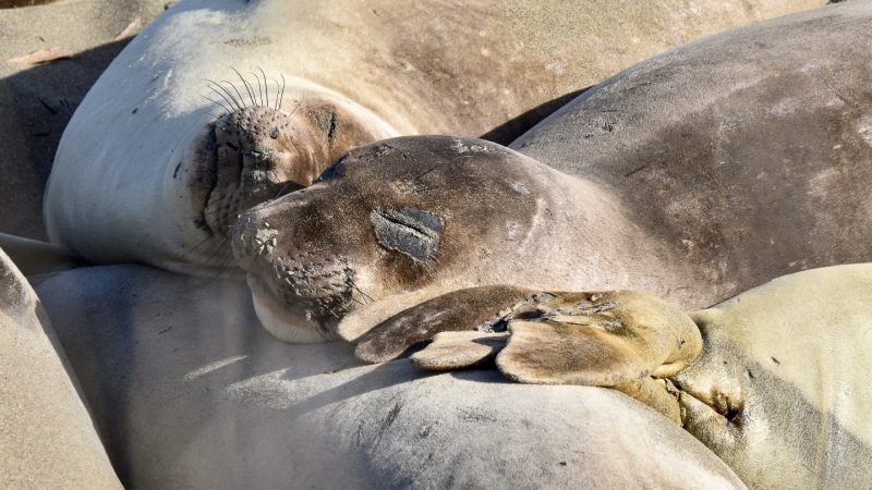 Two sleeping sea lions rest their heads on the back of another sea lion. The tail fins of a fourth sea lion is resting next to their faces. Sea lion on the left has its head turned to the side and its whiskers are clearly visible. Sea lion to the right has sand on its nose