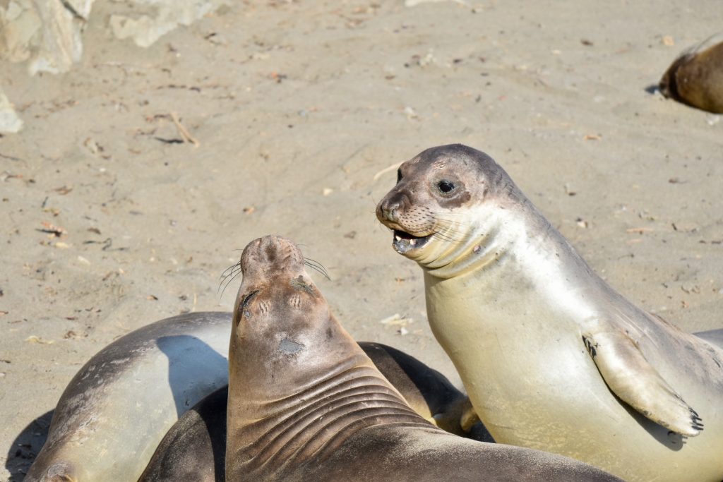Sandy beach with 4 sea lions in the foreground - two are lying down, two are upright. The sea lion on the right is silvery gold and looking at the sea lion to the left. It's mouth is open and almost looks like its smiling to a sea lion on its left which is raising its mouth upwards, head to back of the camera