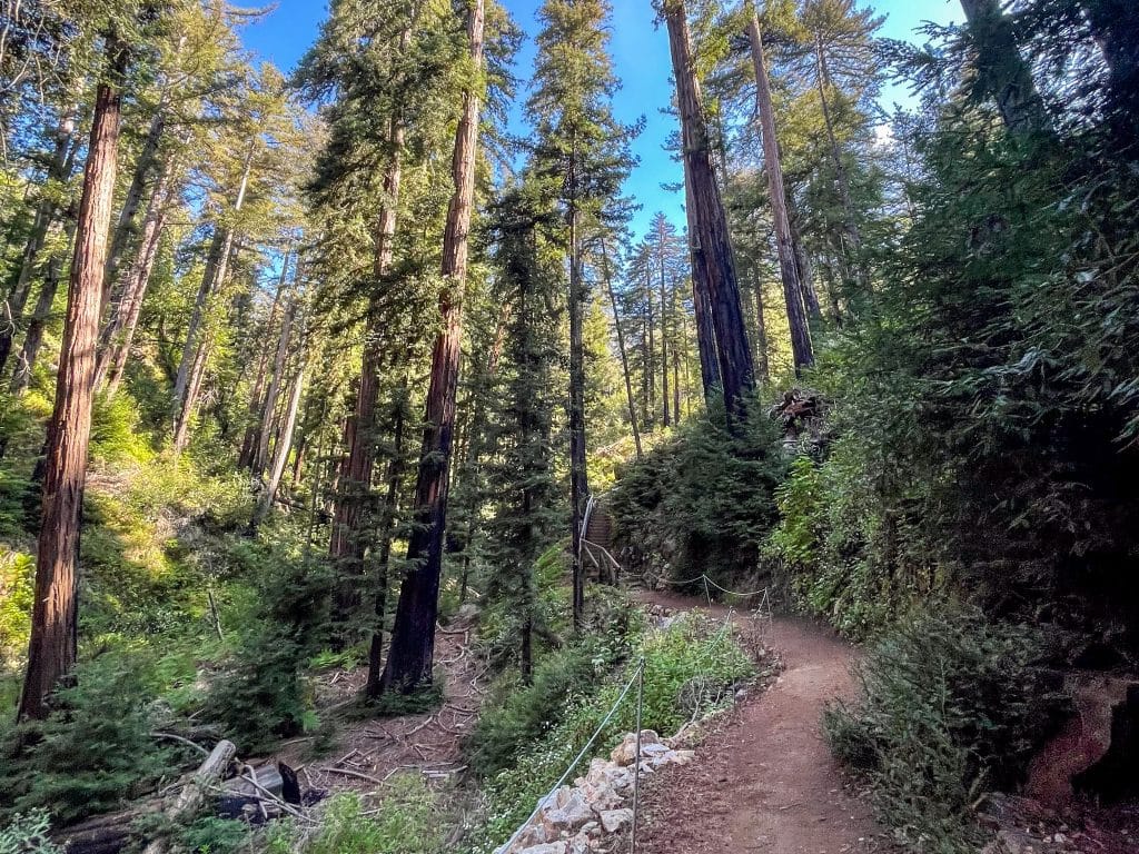 A gravel path runs from the bottom right towards the middle of the photo through a forest. The path is surrounded by tall trees. Patches of blue sky visible through the tops of the trees