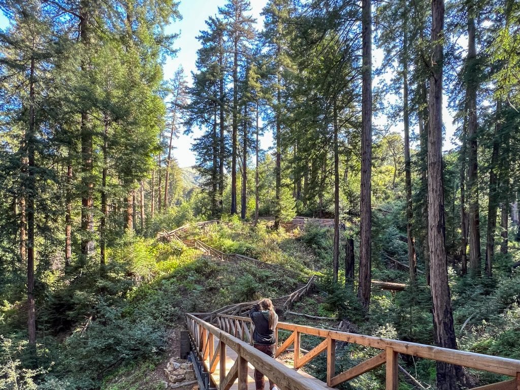 A wooden boardwalk with railings runs from the bottom right of the photo and then zig zags up a small grassy hill into the distance. The boardwalk runs through a forest of tall trees which create a tranquil scene. A girl stands on the bridge taking a photo of the trees