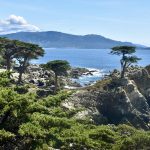 Scene of a rocky shoreline, with green shrubs at the bottom of the photo. Some cypress trees run along the shoreline and a single cypress tree sits along on top of one of the rocks to the right of the photo. The overlook a flat blue sea, hills in the distance and pale blue sky above