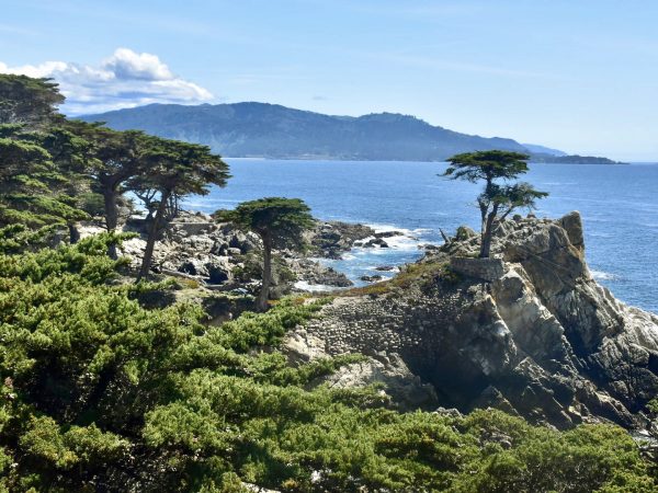 Scene of a rocky shoreline, with green shrubs at the bottom of the photo. Some cypress trees run along the shoreline and a single cypress tree sits along on top of one of the rocks to the right of the photo. The overlook a flat blue sea, hills in the distance and pale blue sky above
