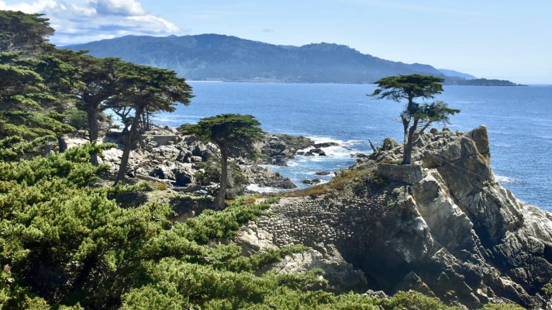 Scene of a rocky shoreline, with green shrubs at the bottom of the photo. Some cypress trees run along the shoreline and a single cypress tree sits along on top of one of the rocks to the right of the photo. The overlook a flat blue sea, hills in the distance and pale blue sky above