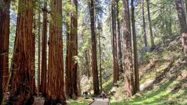 A wooden boardwalk runs from the middle bottom of the photo towards the middle. There are some people walking on the boardwalk in the distance. Either side of the boardwalk and people is a forest of very tall trees, possibly redwoods. Light coming through the trees