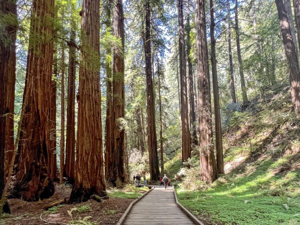 A wooden boardwalk runs from the middle bottom of the photo towards the middle. There are some people walking on the boardwalk in the distance. Either side of the boardwalk and people is a forest of very tall trees, possibly redwoods. Light coming through the trees