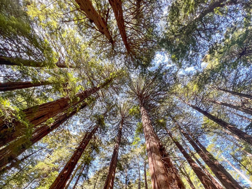 Upwards view in a forest of tall trees which appear in a circle around the photo