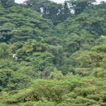 Frame is full of lush green trees. There is a zip wire running from left to right across the tree tops. There are two people on the zippier on the left hand side