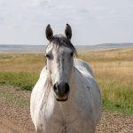 A white horse stands proud looking straight at the camera. There is a gravel road behind and grasslands. Grey sky