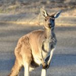 A kangaroo is sitting upright and looking directly at the camera, ears alert.