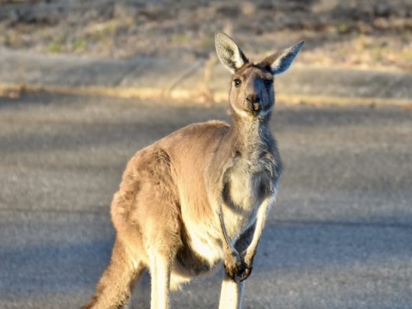 A kangaroo is sitting upright and looking directly at the camera, ears alert.