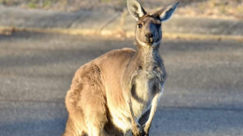 A kangaroo is sitting upright and looking directly at the camera, ears alert.