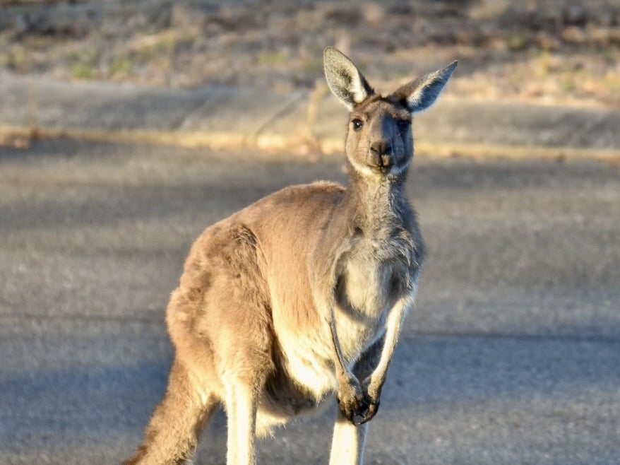 A kangaroo is sitting upright and looking directly at the camera, ears alert.
