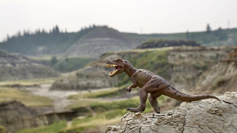 A Trex dinosaur (model off) stands on a rock in the foreground and is in focus - it is showing its teeth in a roar. In the background is a valley filled with grass and bumpy rocks making a Prehistoric scene