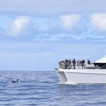 Top half is a pale blue sky with white cloud. Bottom is a blue ocean with small waves. A white catamaran is parked to the middle of the right hand side. There are passengers out on deck looking towards the water where the black tail fin and body of an orca can be seen