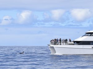 Top half is a pale blue sky with white cloud. Bottom is a blue ocean with small waves. A white catamaran is parked to the middle of the right hand side. There are passengers out on deck looking towards the water where the black tail fin and body of an orca can be seen