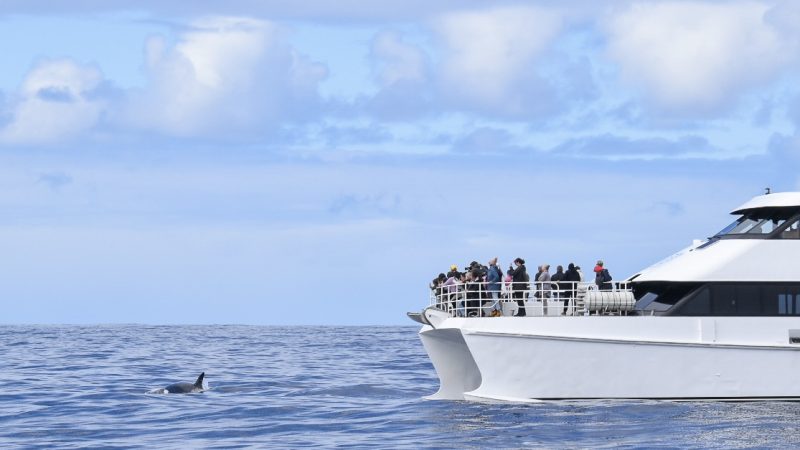 Top half is a pale blue sky with white cloud. Bottom is a blue ocean with small waves. A white catamaran is parked to the middle of the right hand side. There are passengers out on deck looking towards the water where the black tail fin and body of an orca can be seen