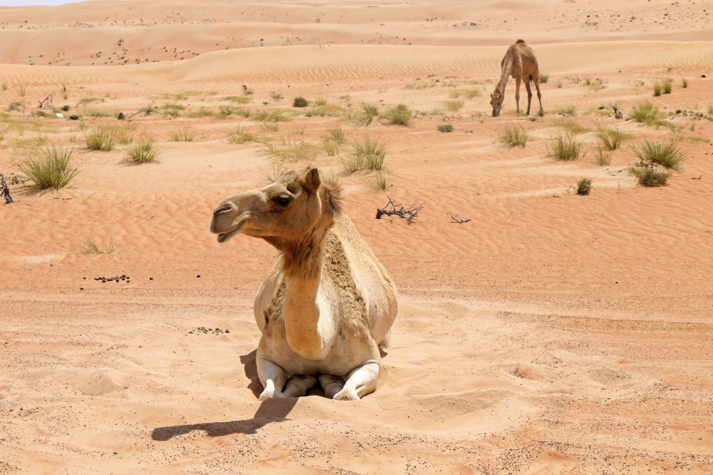 Orange sands with small patches of grass. A camel sits on the sand in the foreground, looking to the left. A second camel is in the background eating the grass