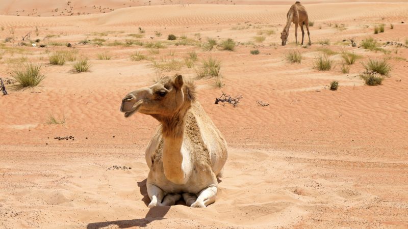 Orange sands with small patches of grass. A camel sits on the sand in the foreground, looking to the left. A second camel is in the background eating the grass