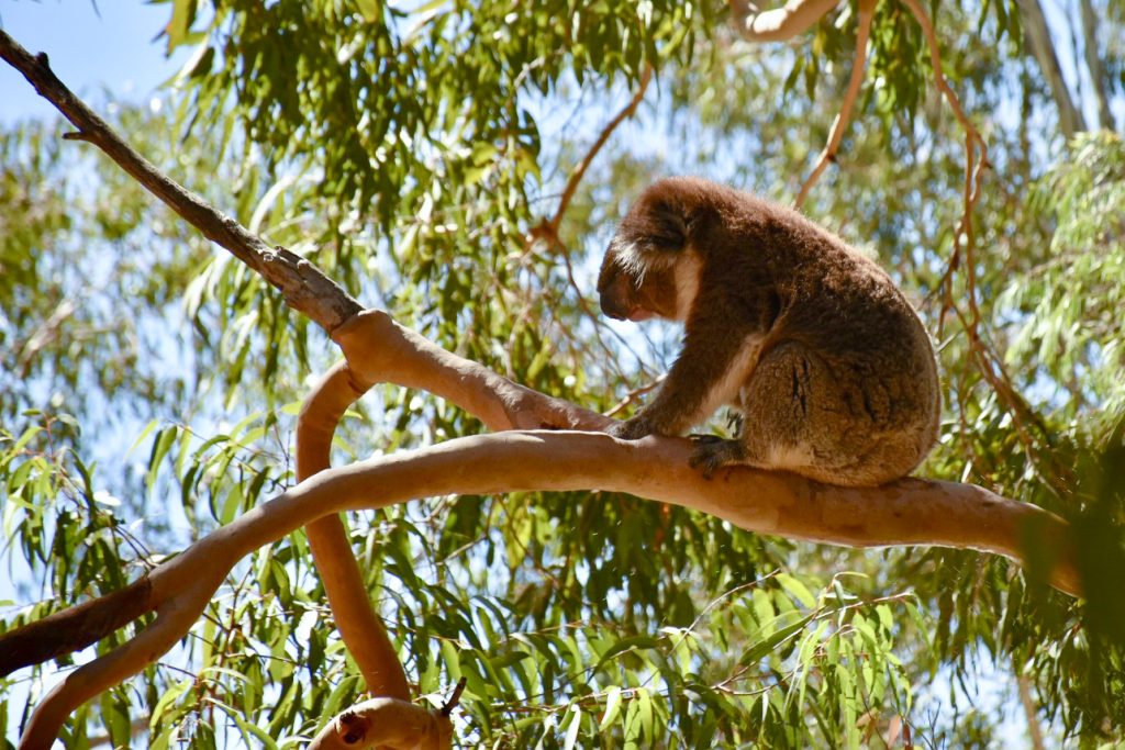Branch of a eucalyptus tree running across the middle of photo, with a koala sitting sideways on the branch looking to the left hand side. Pale blue sky and green eucalyptus leaves behind the koala