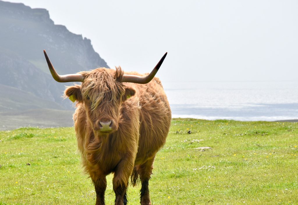 A large ginger Highland Cow stands facing the photographer, slightly positioned to the left. It has two large horns at right angles to his head. He looks to be standing on a grass cliff with the sea and further cliffs behind