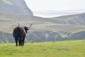 A large brown Highland Cow stands on a green bank of grass looking away from the camera and towards the water and grassy cliffs beyond. His horns feature prominently to the sides