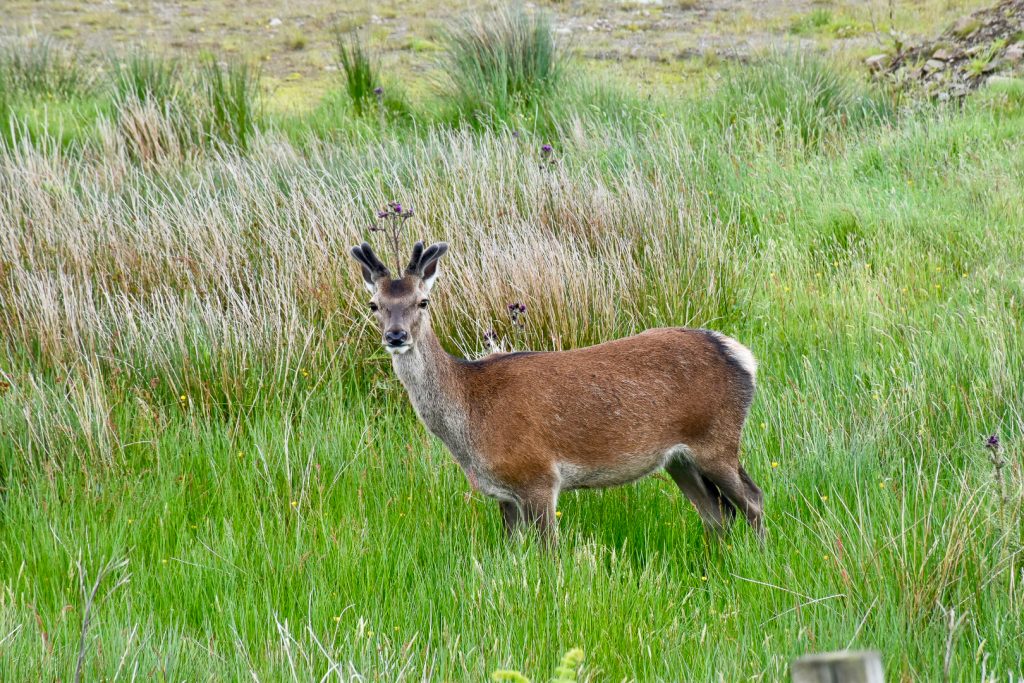 A red deer stares straight at the camera from the middle of the photo. Short furry antlers. Green grassland behind
