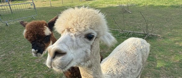 Alpacas at Big Sky Hideaway